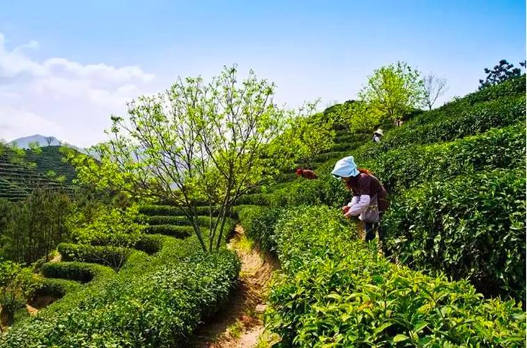 中的极品,是中国国家濒临灭绝的珍稀药材,被尊列为"中华九大仙草"之首