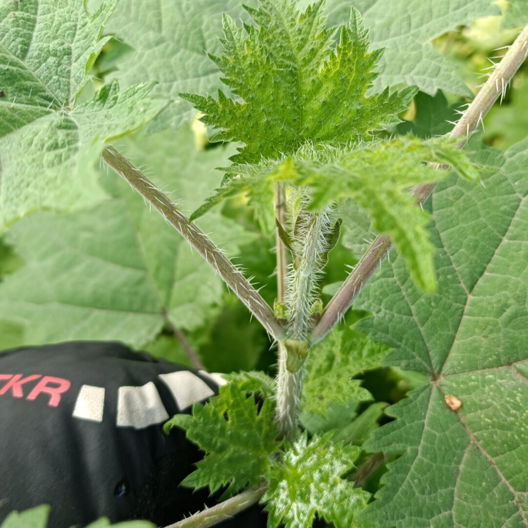 【其他(食品)】山货四川白活麻霍麻草新鲜现挖